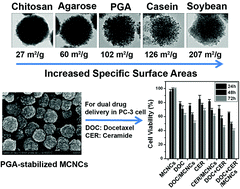 Graphical abstract: Biopolymer-directed synthesis of high-surface-area magnetite colloidal nanocrystal clusters for dual drug delivery in prostate cancer