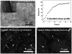 Graphical abstract: Controlled drug release characteristics and enhanced antibacterial effect of graphene oxide–drug intercalated layered double hydroxide hybrid films