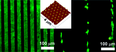 Graphical abstract: Polymer brush nanopatterns with controllable features for protein pattern applications
