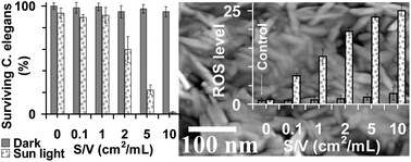 Graphical abstract: Adverse effects of graphene incorporated in TiO2 photocatalyst on minuscule animals under solar light irradiation