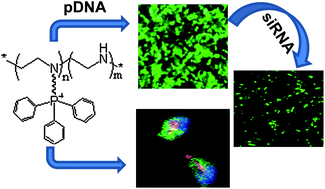 Graphical abstract: Lipophilic and cationic triphenylphosphonium grafted linear polyethylenimine polymers for efficient gene delivery to mammalian cells