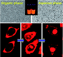 Graphical abstract: Highly luminescent CuInS2–ZnS nanocrystals: achieving phase transfer and nuclear homing property simultaneously through simple TTAB modification