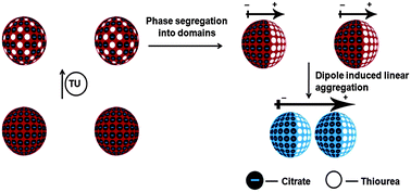 Graphical abstract: Thione–gold nanoparticles interactions: Vroman-like effect, self-assembly and sensing