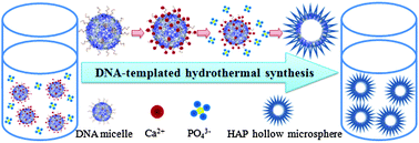 Graphical abstract: Hydroxyapatite nanosheet-assembled porous hollow microspheres: DNA-templated hydrothermal synthesis, drug delivery and protein adsorption