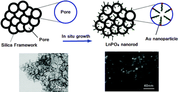 Graphical abstract: In situ growth synthesis of heterostructured LnPO4–SiO2 (Ln = La, Ce, and Eu) mesoporous materials as supports for small gold particles used in catalytic CO oxidation