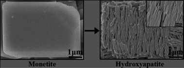 Graphical abstract: Dental enamel-like hydroxyapatite transformed directly from monetite