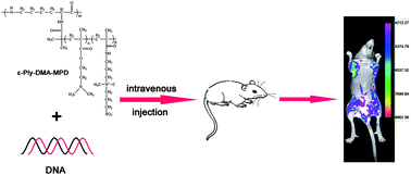 Graphical abstract: PDMAEMA-b-polysulfobetaine brushes-modified ε-polylysine as a serum-resistant vector for highly efficient gene delivery