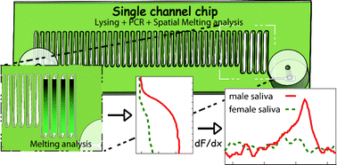 Graphical abstract: Genotyping from saliva with a one-step microdevice