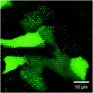 Graphical abstract: Macroporous silicon chips for laterally resolved, multi-parametric analysis of epithelial barrier function