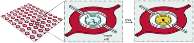 Graphical abstract: A microchamber array for single cell isolation and analysis of intracellular biomolecules