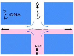 Graphical abstract: Polymer-monovalent salt-induced DNA compaction studied via single-molecule microfluidic trapping