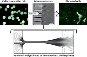 Graphical abstract: Mechanical disruption of mammalian cells in a microfluidic system and its numerical analysis based on computational fluid dynamics