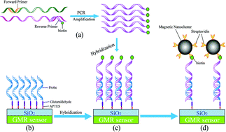 Graphical abstract: Quick genotyping detection of HBV by giant magnetoresistive biochip combined with PCR and line probe assay