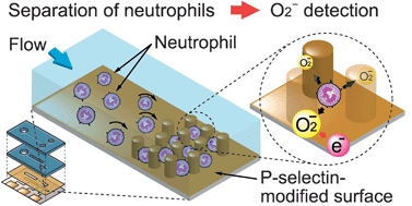 Graphical abstract: On-chip diagnosis of subclinical mastitis in cows by electrochemical measurement of neutrophil activity in milk