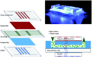 Graphical abstract: Algal fluorescence sensor integrated into a microfluidic chip for water pollutant detection