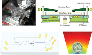 Graphical abstract: Real time culture and analysis of embryo metabolism using a microfluidic device with deformation based actuation