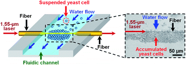 Graphical abstract: Microbe removal using a micrometre-sized optical fiber