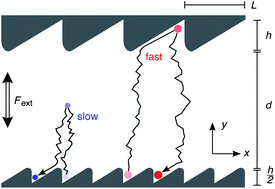 Graphical abstract: A single-channel microparticle sieve based on Brownian ratchets