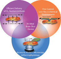 Graphical abstract: Brain slice on a chip: opportunities and challenges of applying microfluidic technology to intact tissues