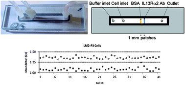Graphical abstract: Determination of single cell surface protein expression using a tagless microfluidic method