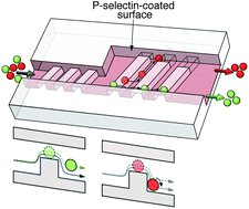 Graphical abstract: Cell sorting by deterministic cell rolling