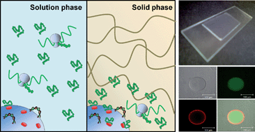 Graphical abstract: On-bead expression of recombinant proteins in an agarose gel matrix coated on a glass slide