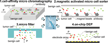 Graphical abstract: Microfluidic approaches for cancer cell detection, characterization, and separation