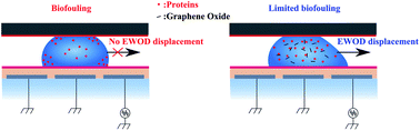 Graphical abstract: Inhibiting protein biofouling using graphene oxide in droplet-based microfluidic microsystems