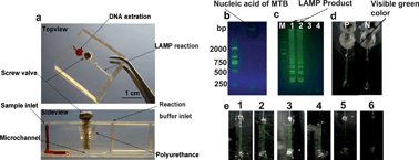 Graphical abstract: A portable and integrated nucleic acid amplification microfluidic chip for identifying bacteria