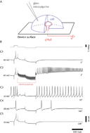 Graphical abstract: On-chip electroporation, membrane repair dynamics and transient in-cell recordings by arrays of gold mushroom-shaped microelectrodes