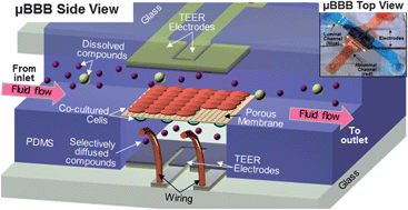 Graphical abstract: Characterization of a microfluidic in vitro model of the blood-brain barrier (μBBB)