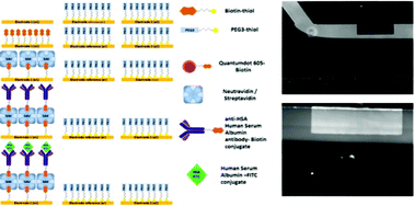 Graphical abstract: Selective in situ functionalization of biosensors on LOC devices using laminar co-flow