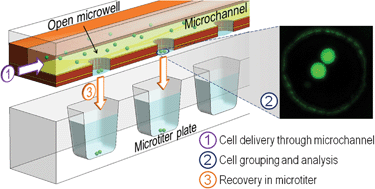 Graphical abstract: Inverted open microwells for cell trapping, cell aggregate formation and parallel recovery of live cells