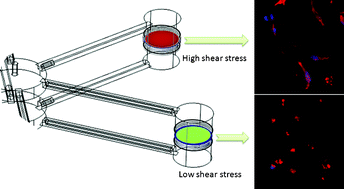 Graphical abstract: A multi-shear perfusion bioreactor for investigating shear stress effects in endothelial cell constructs