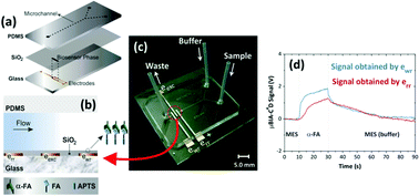 Graphical abstract: Contactless conductivity biosensor in microchip containing folic acid as bioreceptor