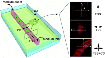 Graphical abstract: A microfluidic flow-stretch chip for investigating blood vessel biomechanics