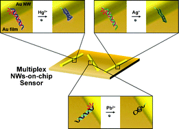 Graphical abstract: Single-step multiplex detection of toxic metal ions by Au nanowires-on-chip sensor using reporter elimination