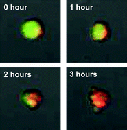 Graphical abstract: Acoustofluidics 12: Biocompatibility and cell viability in microfluidic acoustic resonators