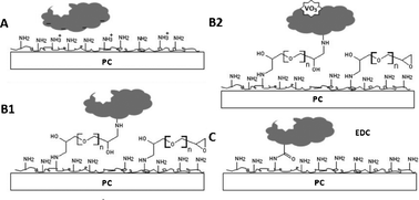 Graphical abstract: Functionalization of polycarbonate with proteins; open-tubular enzymatic microreactors