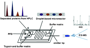 Graphical abstract: Proteolysis in microfluidic droplets: an approach to interface protein separation and peptide mass spectrometry