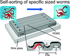 Graphical abstract: A sorting strategy for C. elegans based on size-dependent motility and electrotaxis in a micro-structured channel