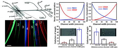 Graphical abstract: Generating multiplex gradients of biomolecules for controlling cellular adhesion in parallel microfluidic channels