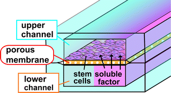 Graphical abstract: Spatiotemporally controlled delivery of soluble factors for stem cell differentiation