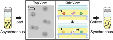 Graphical abstract: A microfluidic “baby machine” for cell synchronization