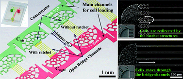 Graphical abstract: Microfabricated ratchet structure integrated concentrator arrays for synthetic bacterial cell-to-cell communication assays