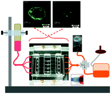 Graphical abstract: Thick-tissue bioreactor as a platform for long-term organotypic culture and drug delivery