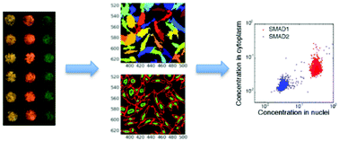 Graphical abstract: High-content single-cell analysis on-chip using a laser microarray scanner