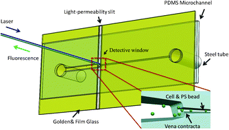 Graphical abstract: A microfluidics cytometer for mice anemia detection