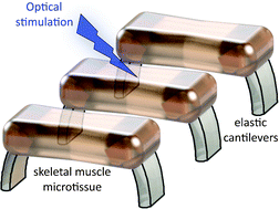 Graphical abstract: Formation and optogenetic control of engineered 3D skeletal muscle bioactuators