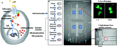 Graphical abstract: Microfluidically-unified cell culture, sample preparation, imaging and flow cytometry for measurement of cell signaling pathways with single cell resolution